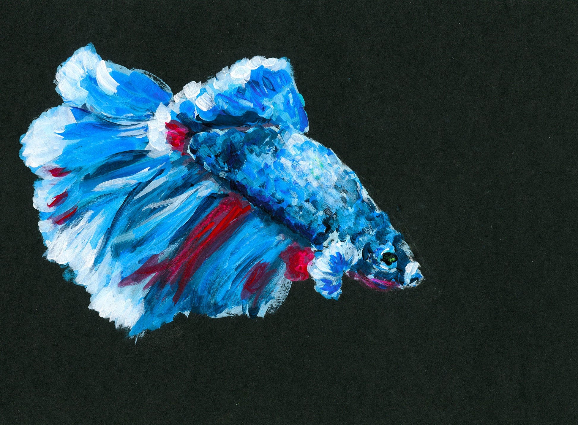 Betta fish, blue red and white acrylic painting on black paper, small fish wall art, Siamese fighting fish painting, original artwork - Carved Effects