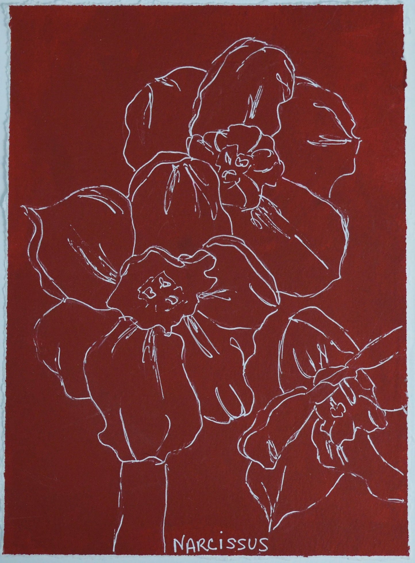 Burgundy narcissus line drawing hand painted acrylic on watercolor paper