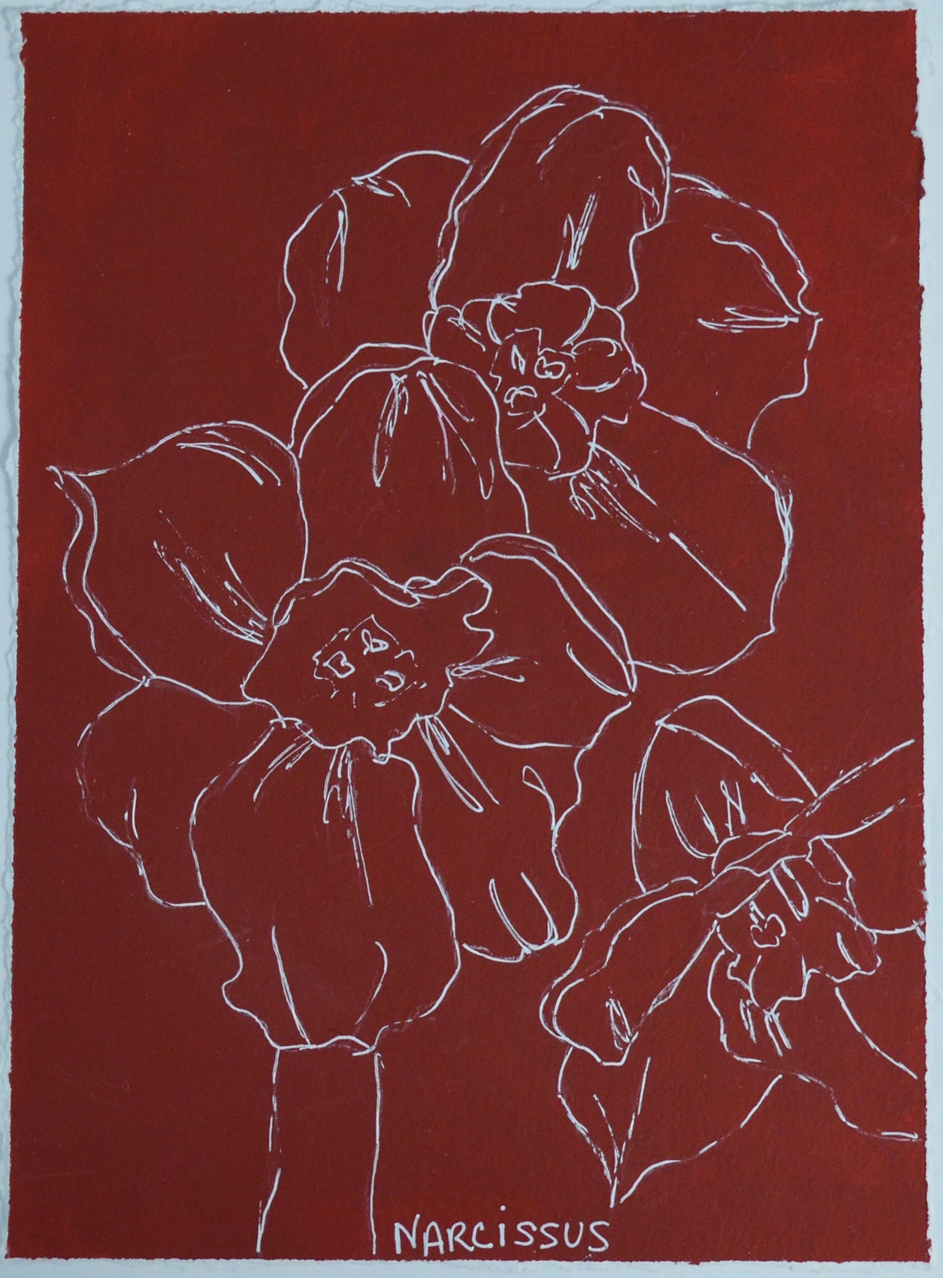 Burgundy narcissus line drawing hand painted acrylic on watercolor paper