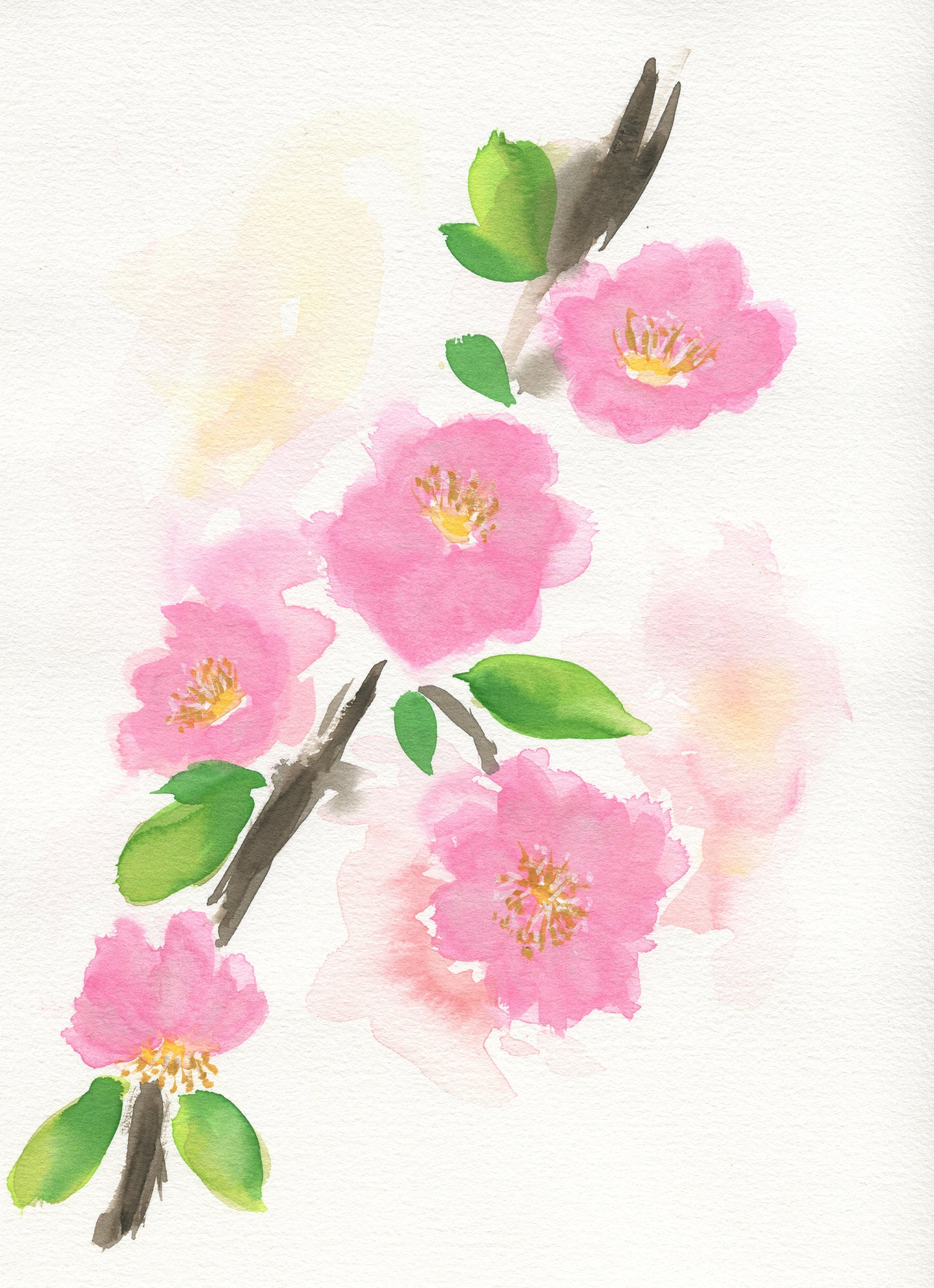 Hand painted watercolor painting of pink cherry blossoms on a white background