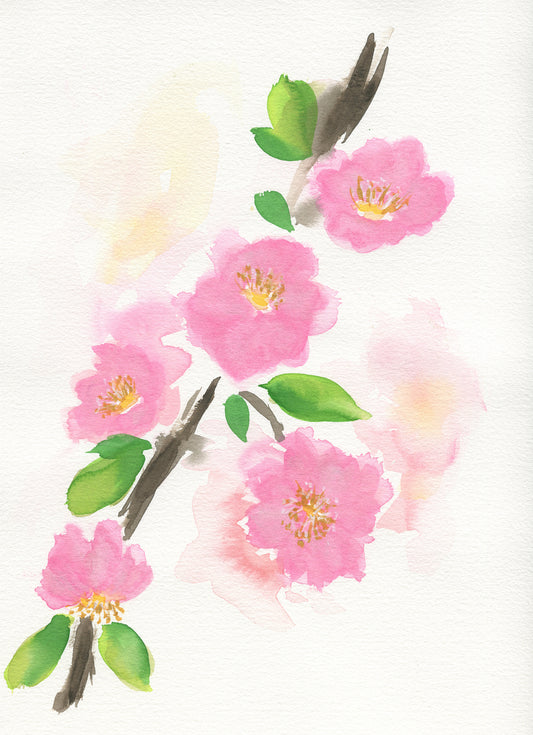 Hand painted watercolor painting of pink cherry blossoms on a white background