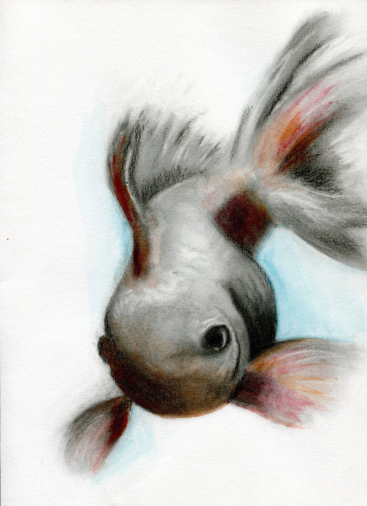 Hand painted watercolor and charcoal painting of a koi fish, predominantly gray and orange, with a blue background.