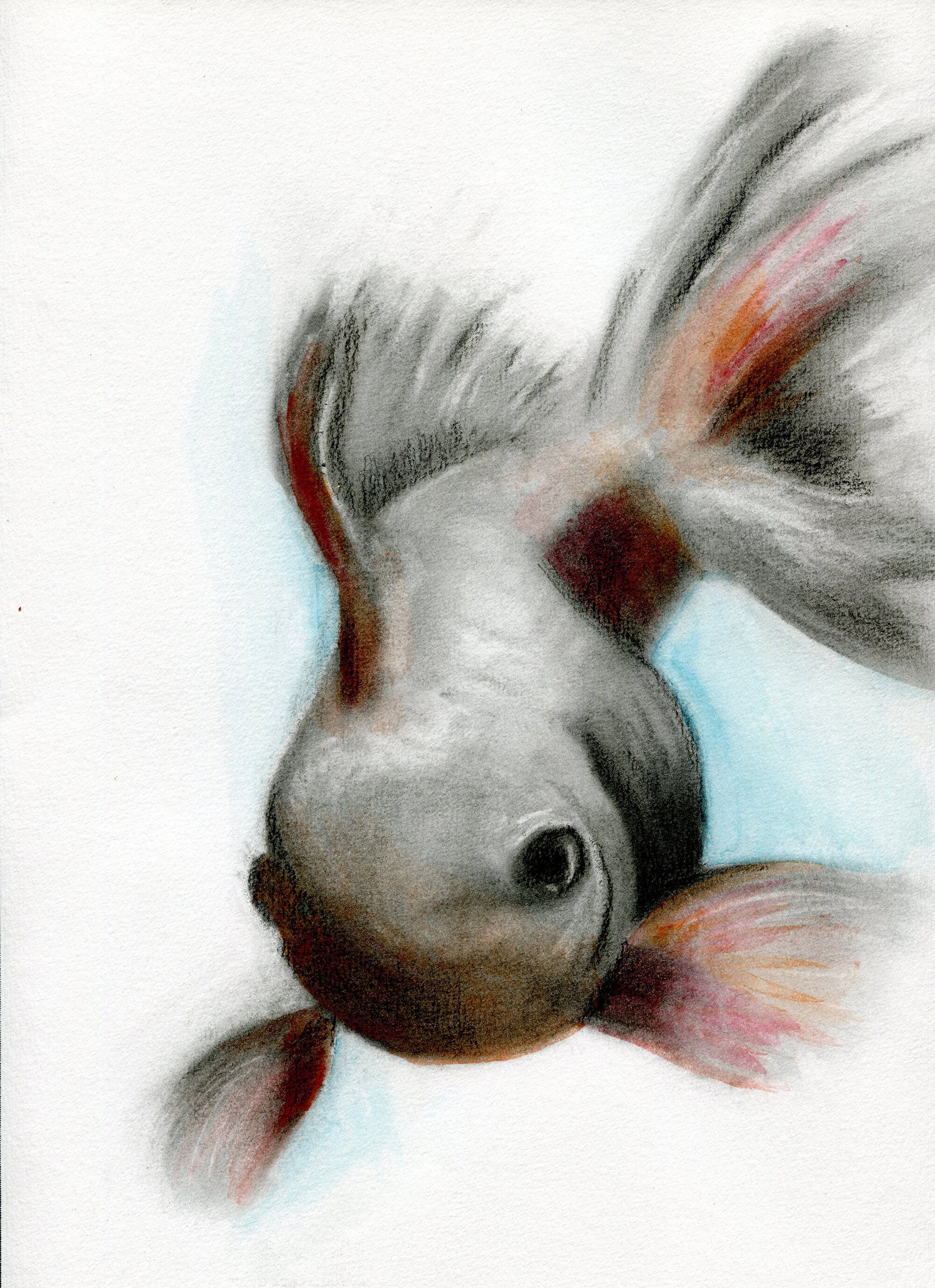 Hand painted watercolor and charcoal painting of a koi fish, predominantly gray and orange, with a blue background.