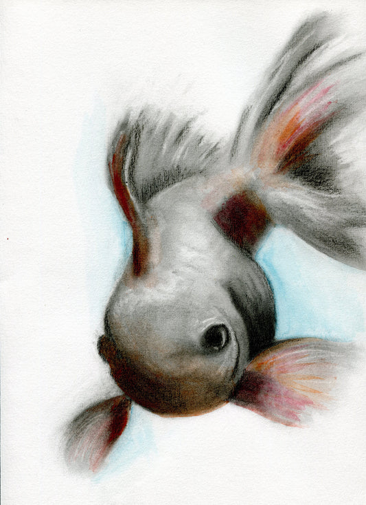 Hand painted watercolor and charcoal painting of a koi fish, predominantly gray and orange, with a blue background.