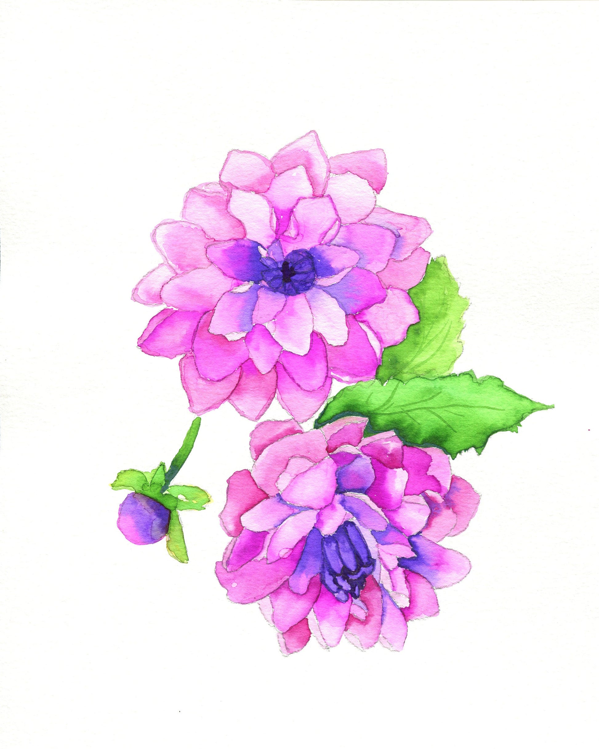Hand-painted watercolor painting of pink dahlias on white background, without a frame.