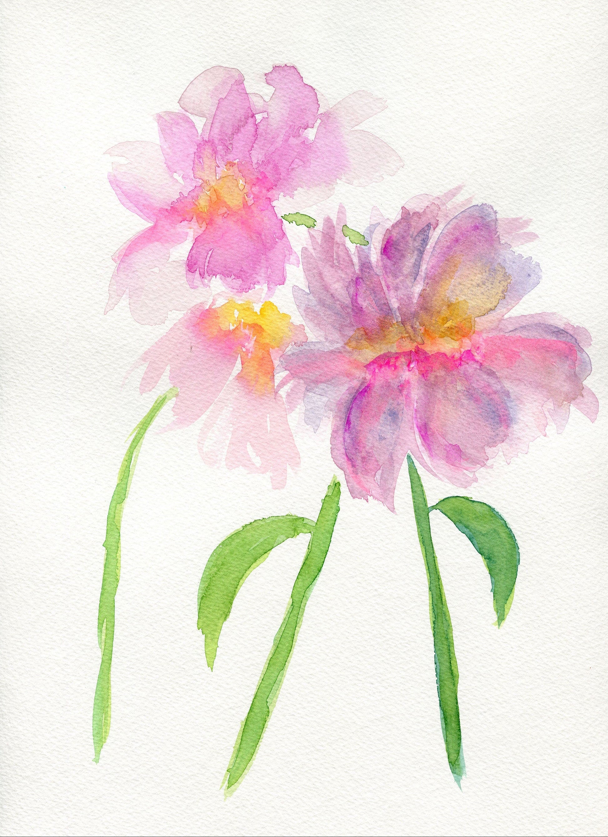 Hand painted watercolor painting of pink peony flowers on white background, no frame.