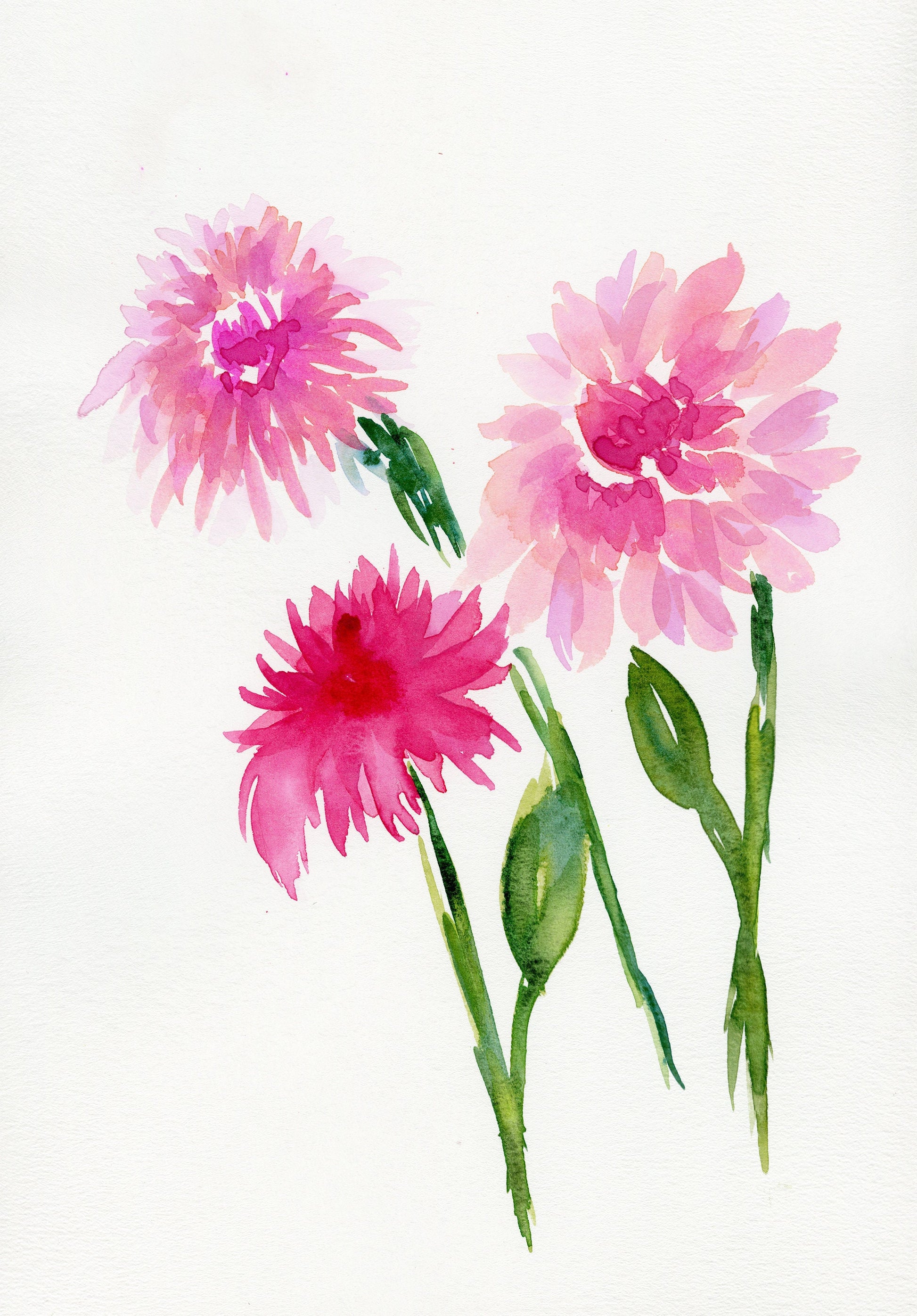 A watercolor painting of pink dahlias, depicted in a loose, whimsical style with vibrant pink petals and green leaves on a white background.