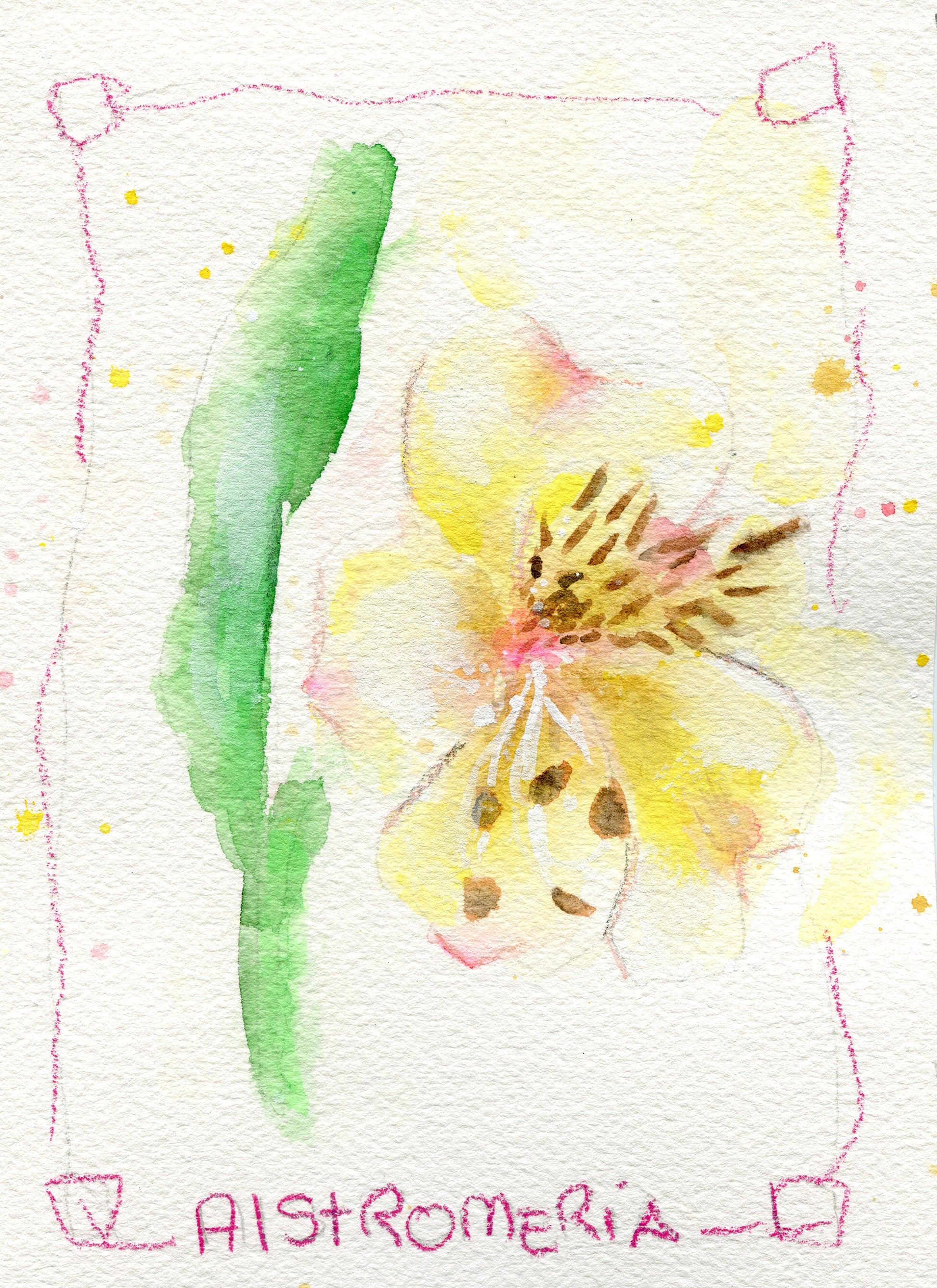 Set of 4 watercolor flower paintings 5x7, magnolia, foxglove, alstroemeria, narcissus