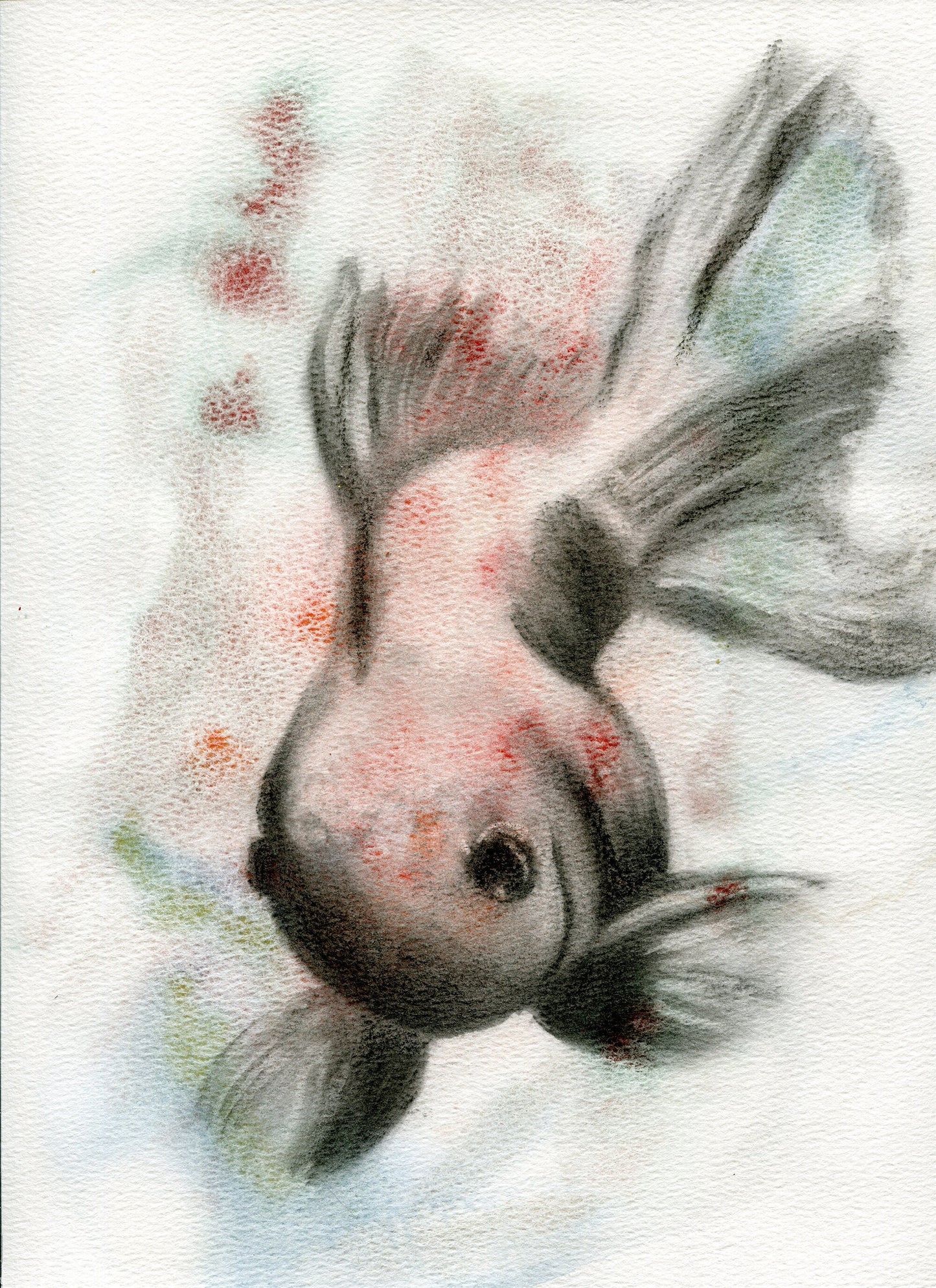 Koi fish painting watercolor and charcoal painting 9x12, original watercolor, not a print, Japanese Koi painting