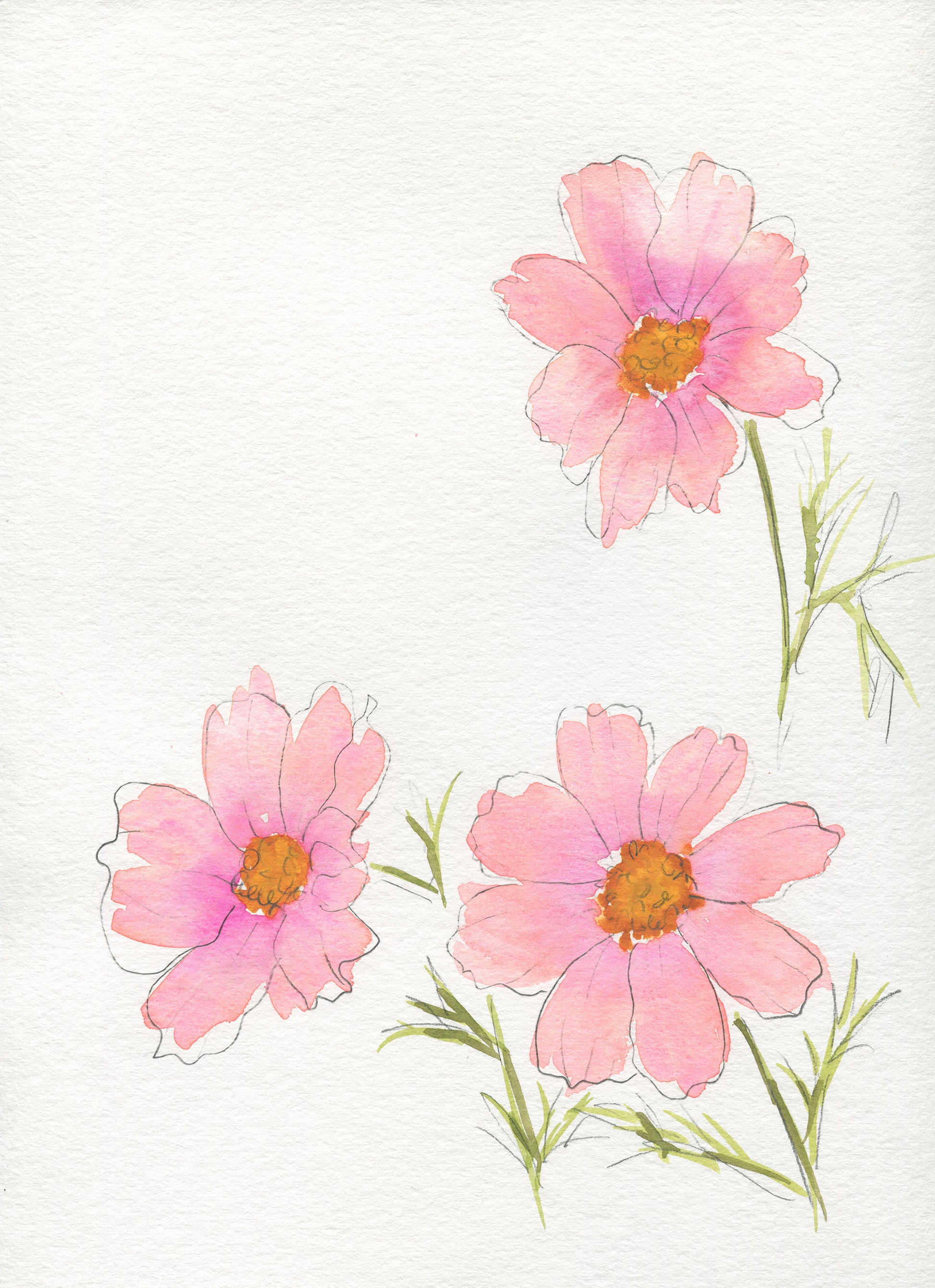 Three pink flowers with green stems on a white background